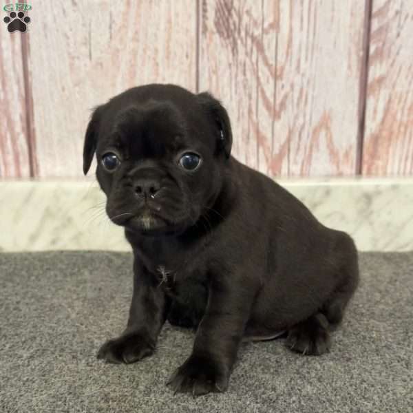 Jimmy, French Bulldog Mix Puppy