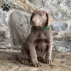 Wilma, Silver Labrador Retriever Puppy