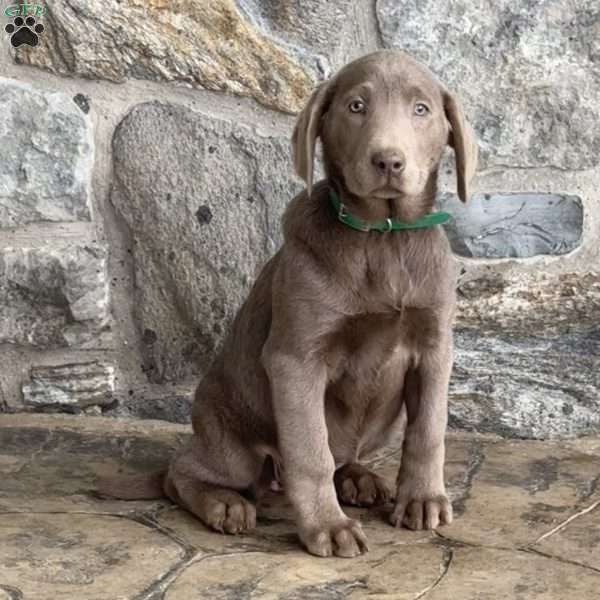 Wilma, Silver Labrador Retriever Puppy