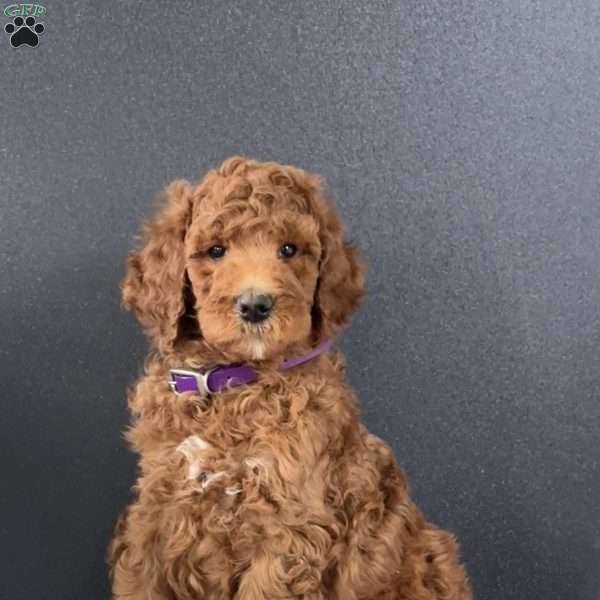 Twix, Goldendoodle Puppy