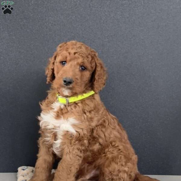 Twinkie, Goldendoodle Puppy