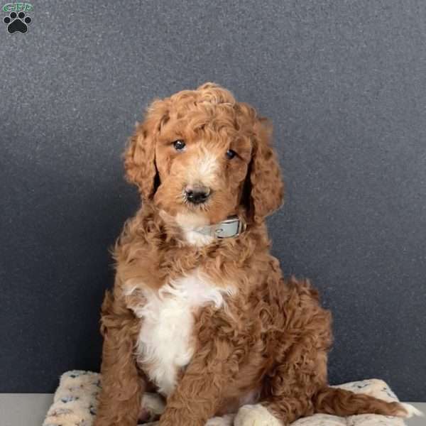 Tinkerbell, Goldendoodle Puppy