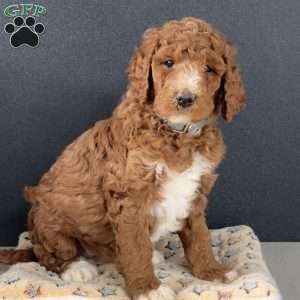 Tinkerbell, Goldendoodle Puppy