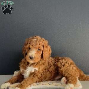 Tinkerbell, Goldendoodle Puppy