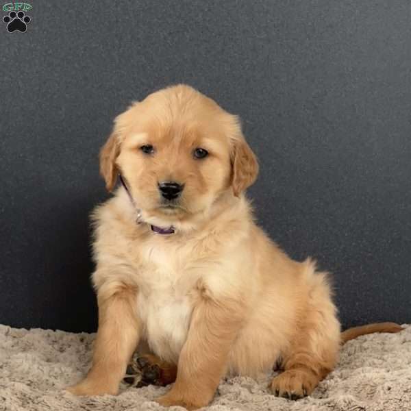 Dixie, Golden Retriever Puppy