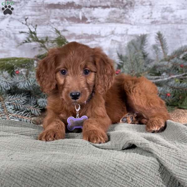 Ellie, Goldendoodle Puppy