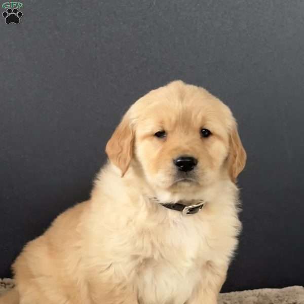 Digger, Golden Retriever Puppy