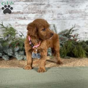 Maggie, Goldendoodle Puppy