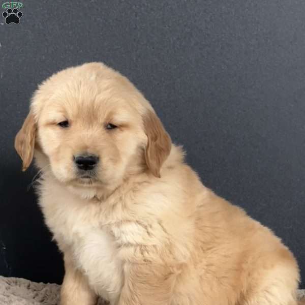 Dodger, Golden Retriever Puppy