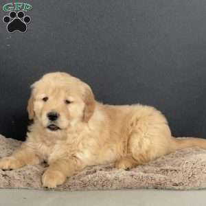 Dolly, Golden Retriever Puppy