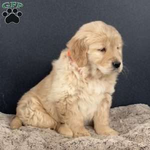 Dolly, Golden Retriever Puppy