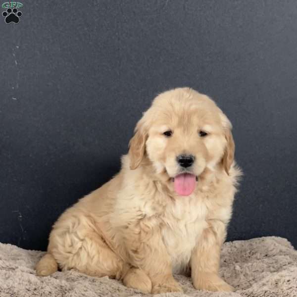 Dolly, Golden Retriever Puppy