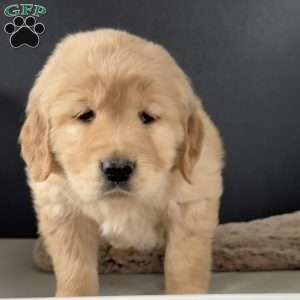 Dolly, Golden Retriever Puppy