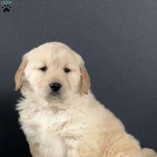 Dusty, Golden Retriever Puppy