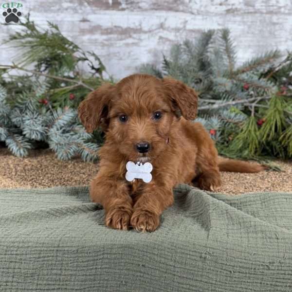 Maggie, Goldendoodle Puppy