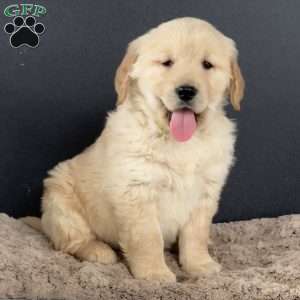 Dusty, Golden Retriever Puppy