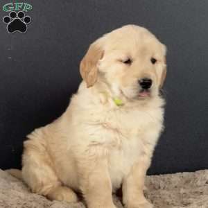 Dusty, Golden Retriever Puppy