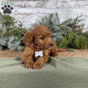 Maggie, Goldendoodle Puppy