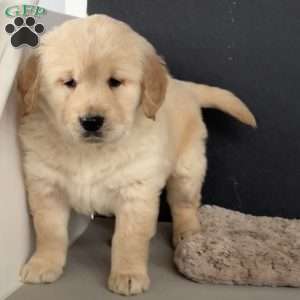 Dusty, Golden Retriever Puppy