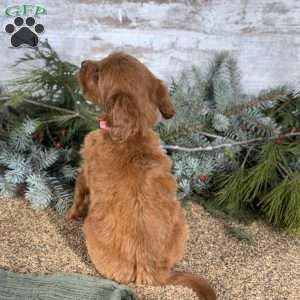 Maggie, Goldendoodle Puppy