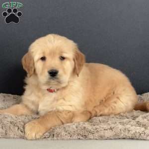 Diva, Golden Retriever Puppy