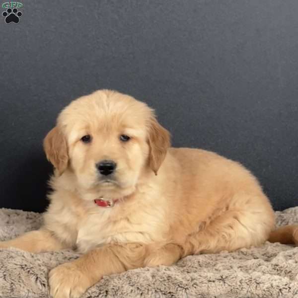 Diva, Golden Retriever Puppy