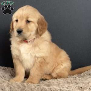 Diva, Golden Retriever Puppy