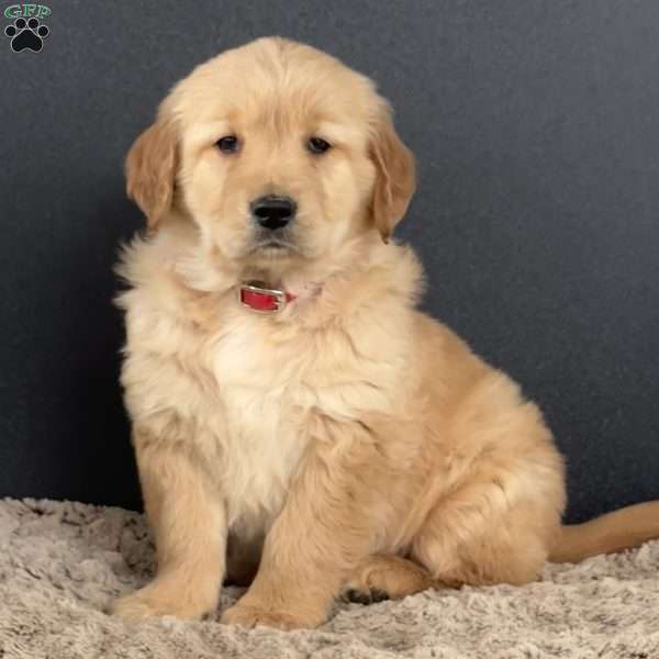 Diva, Golden Retriever Puppy