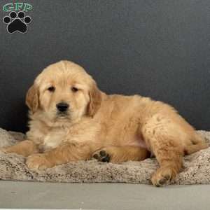 Diva, Golden Retriever Puppy