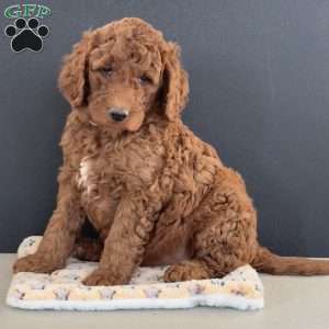 Kane, Goldendoodle Puppy