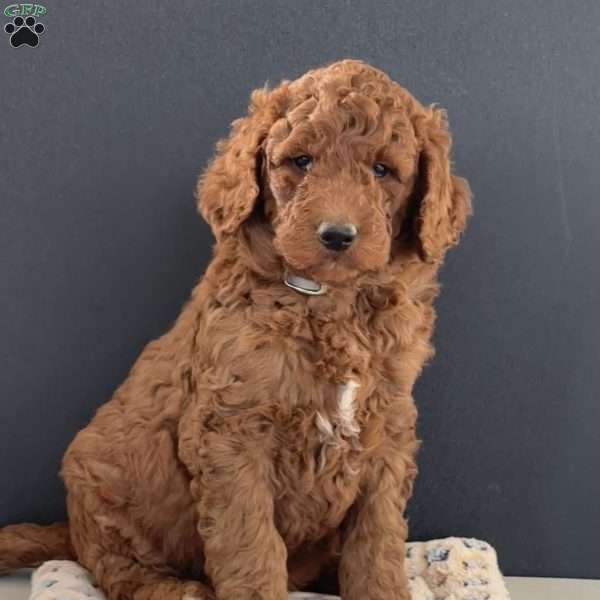 Kane, Goldendoodle Puppy