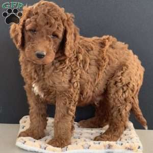 Kane, Goldendoodle Puppy