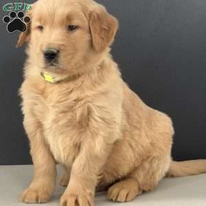 Eddie, Golden Retriever Puppy