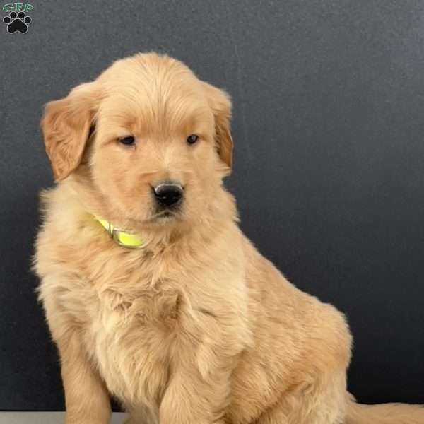 Eddie, Golden Retriever Puppy