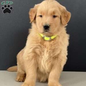 Eddie, Golden Retriever Puppy