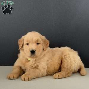 Eddie, Golden Retriever Puppy