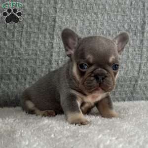 Chil, French Bulldog Puppy