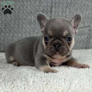 Chil, French Bulldog Puppy