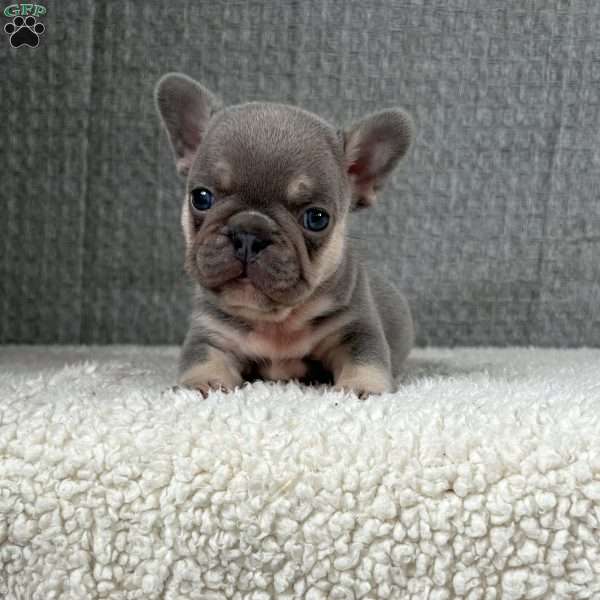 Chil, French Bulldog Puppy