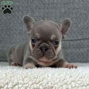 Chil, French Bulldog Puppy