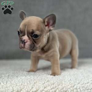 Chita, French Bulldog Puppy