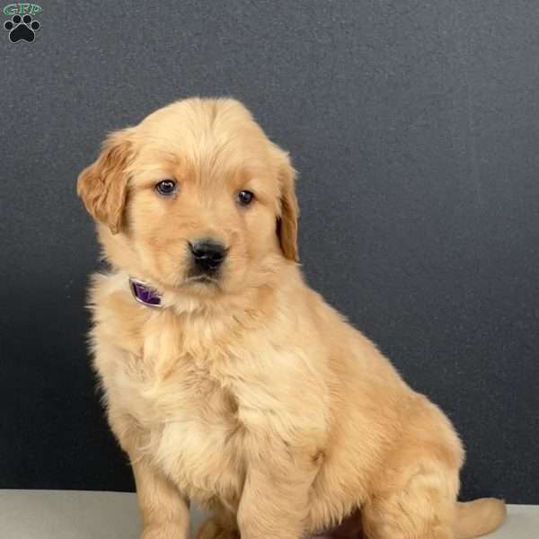 Ernie, Golden Retriever Puppy