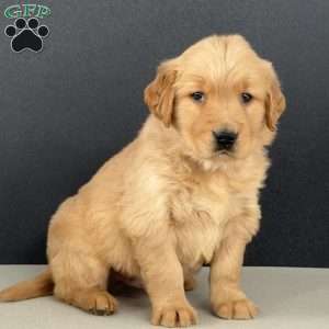 Ernie, Golden Retriever Puppy