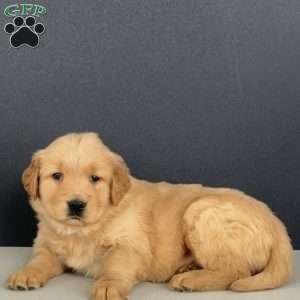 Ernie, Golden Retriever Puppy