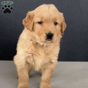 Ernie, Golden Retriever Puppy