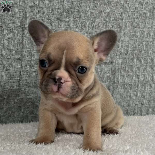 Chita, French Bulldog Puppy