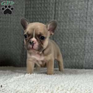 Chita, French Bulldog Puppy