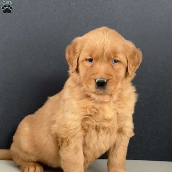 Emma, Golden Retriever Puppy