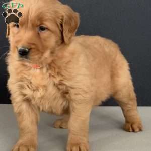 Emma, Golden Retriever Puppy