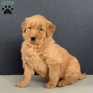 Emma, Golden Retriever Puppy